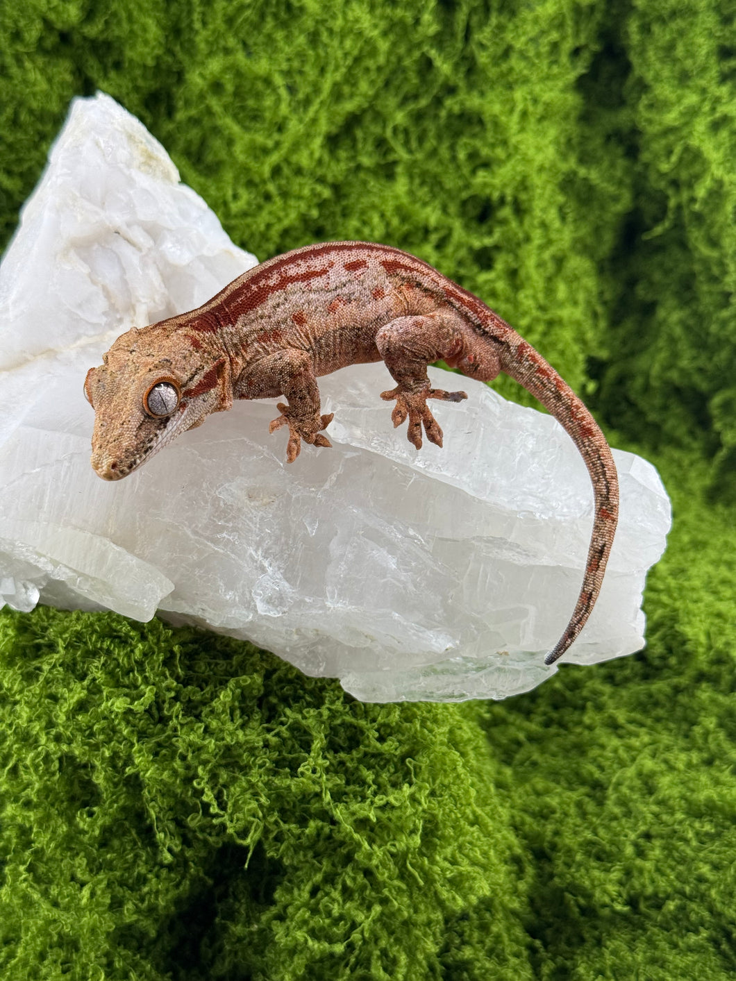 MG-174 Gargoyle Gecko