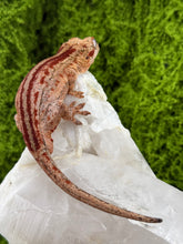 Load image into Gallery viewer, MG-174 Gargoyle Gecko
