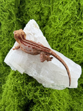 Load image into Gallery viewer, MG-174 Gargoyle Gecko
