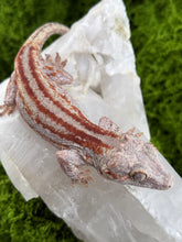 Load image into Gallery viewer, MG-141 Gargoyle Gecko
