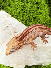 Load image into Gallery viewer, MG-174 Gargoyle Gecko
