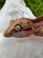 Load image into Gallery viewer, MG-174 Gargoyle Gecko
