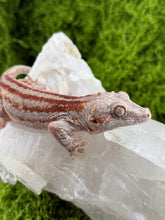 Load image into Gallery viewer, MG-141 Gargoyle Gecko
