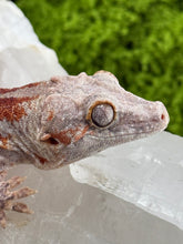 Load image into Gallery viewer, MG-141 Gargoyle Gecko
