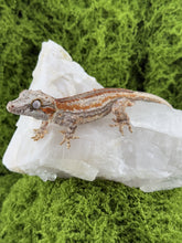 Load image into Gallery viewer, MG-170 Gargoyle Gecko
