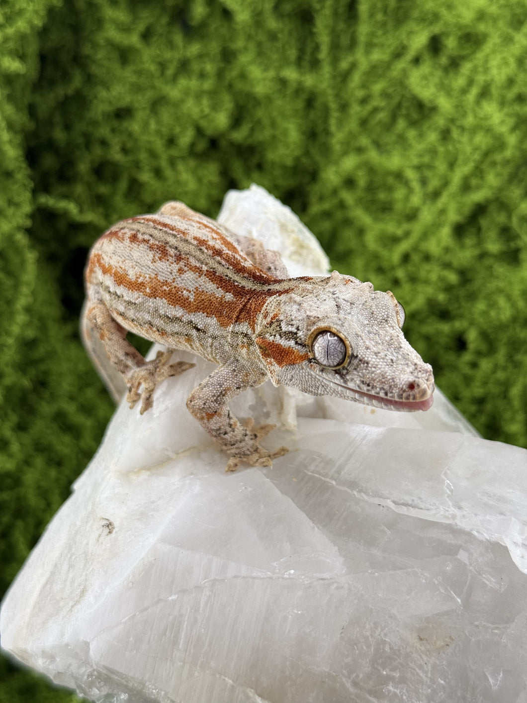 MG-170 Gargoyle Gecko