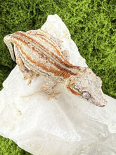 Load image into Gallery viewer, MG-170 Gargoyle Gecko
