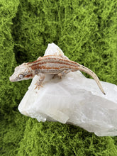 Load image into Gallery viewer, MG-170 Gargoyle Gecko
