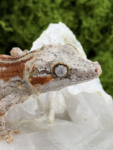 Load image into Gallery viewer, MG-170 Gargoyle Gecko
